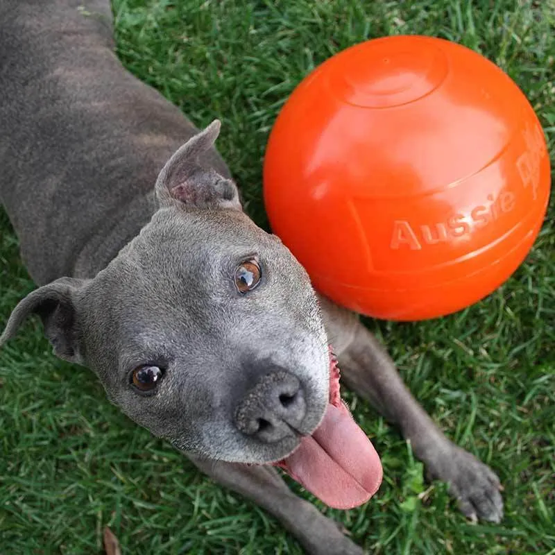 Aussie Dog Staffie Ball