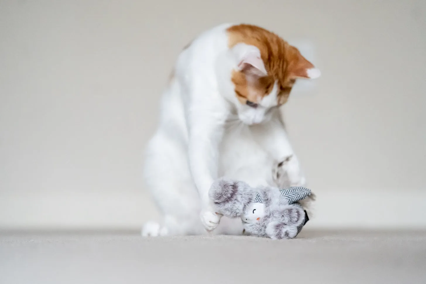 Feline Frenzy - Cat Toy Holiday Collection