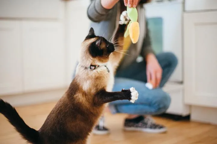 Feline Frenzy Plush Toy Collection