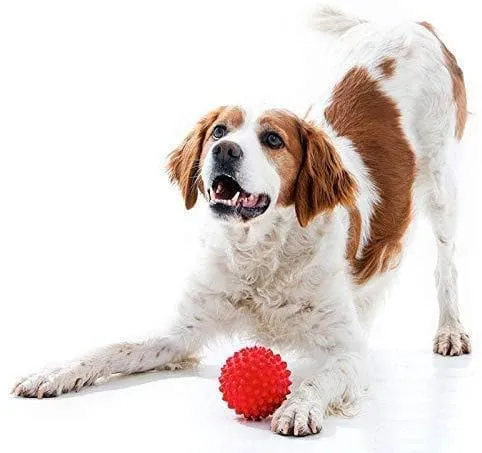 Goofy Tails Rubber Spike Ball Dog