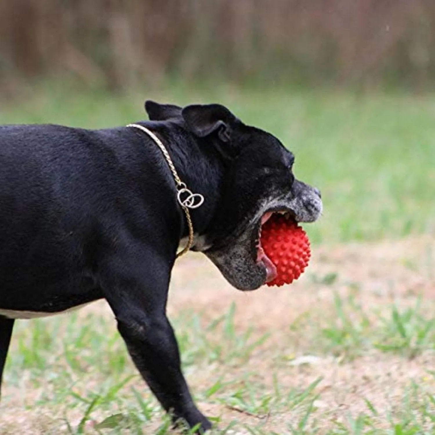 Goofy Tails Rubber Spike Ball Dog