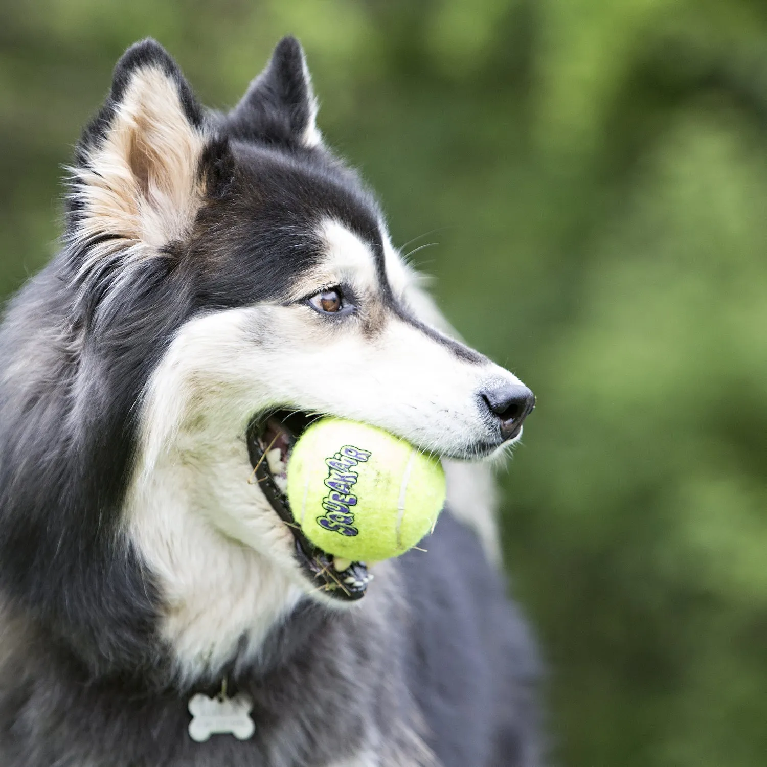 KONG Airdog SqueakAir Tennis Balls Large 2 Pack