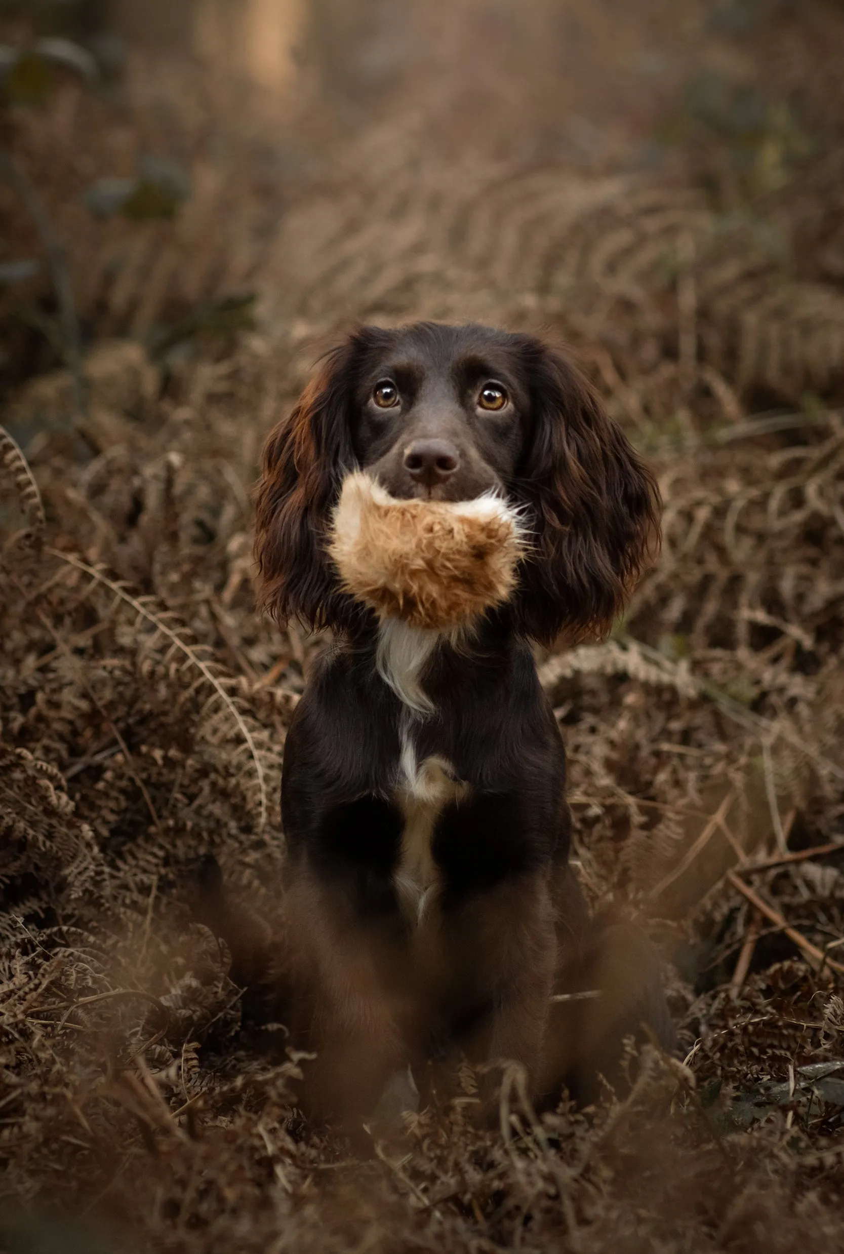 Muntjac® Furry Tennis Ball (Rabbit Fur)