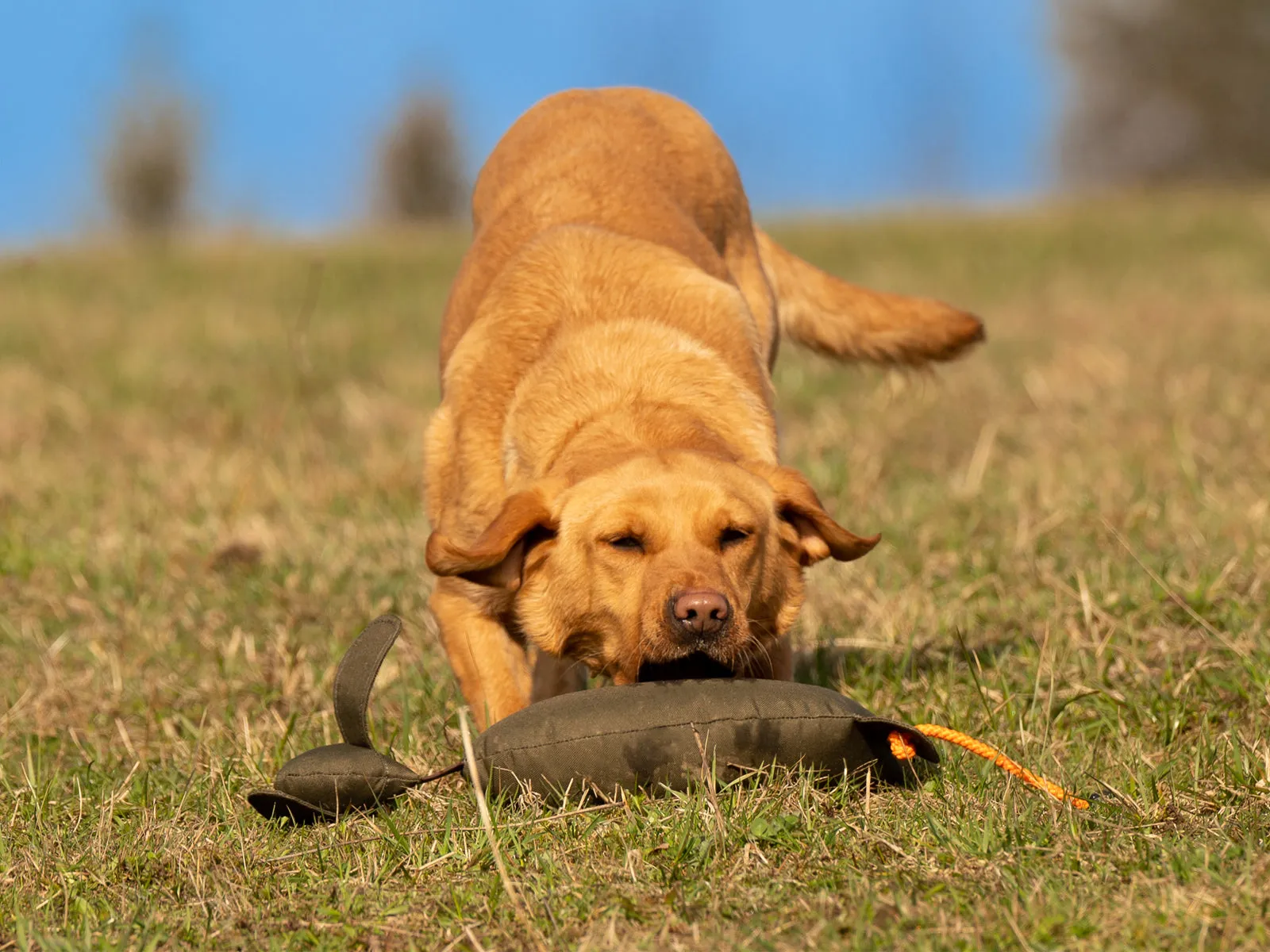 Mystique® Rabbit Dog Dummy