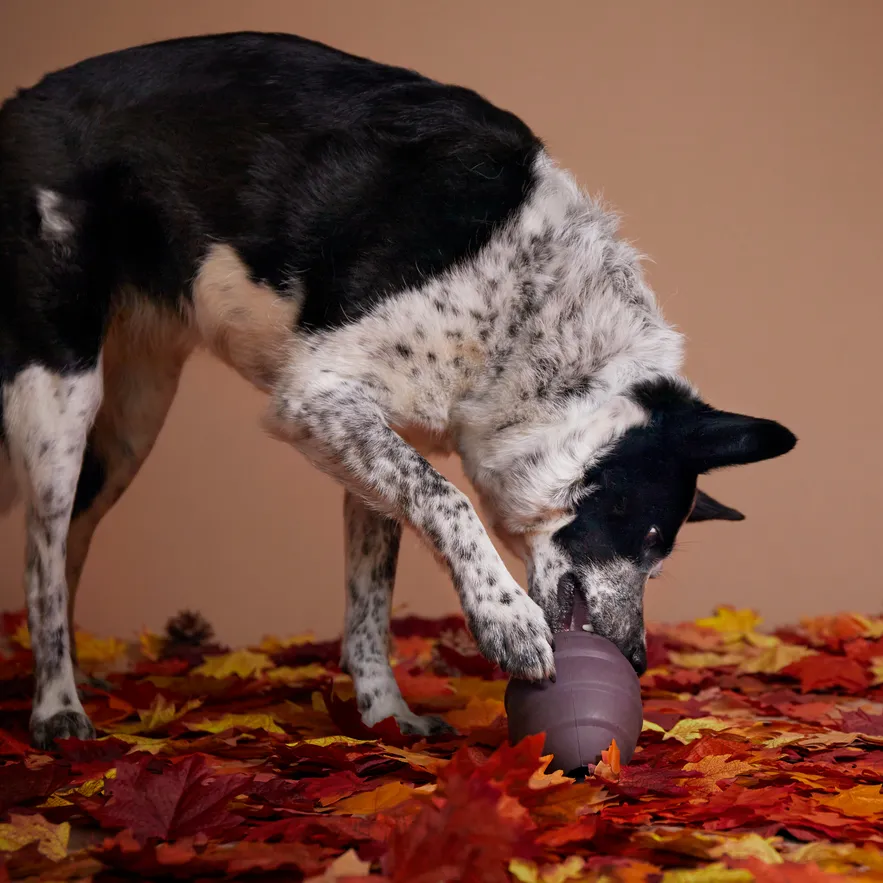 Pup's Treat Pinecone