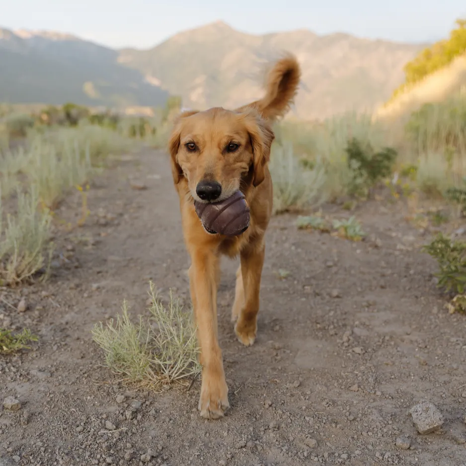 Pup's Treat Pinecone