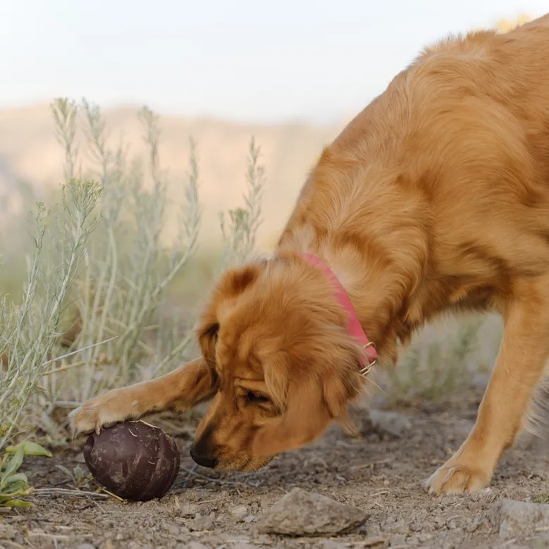 Pup's Treat Pinecone