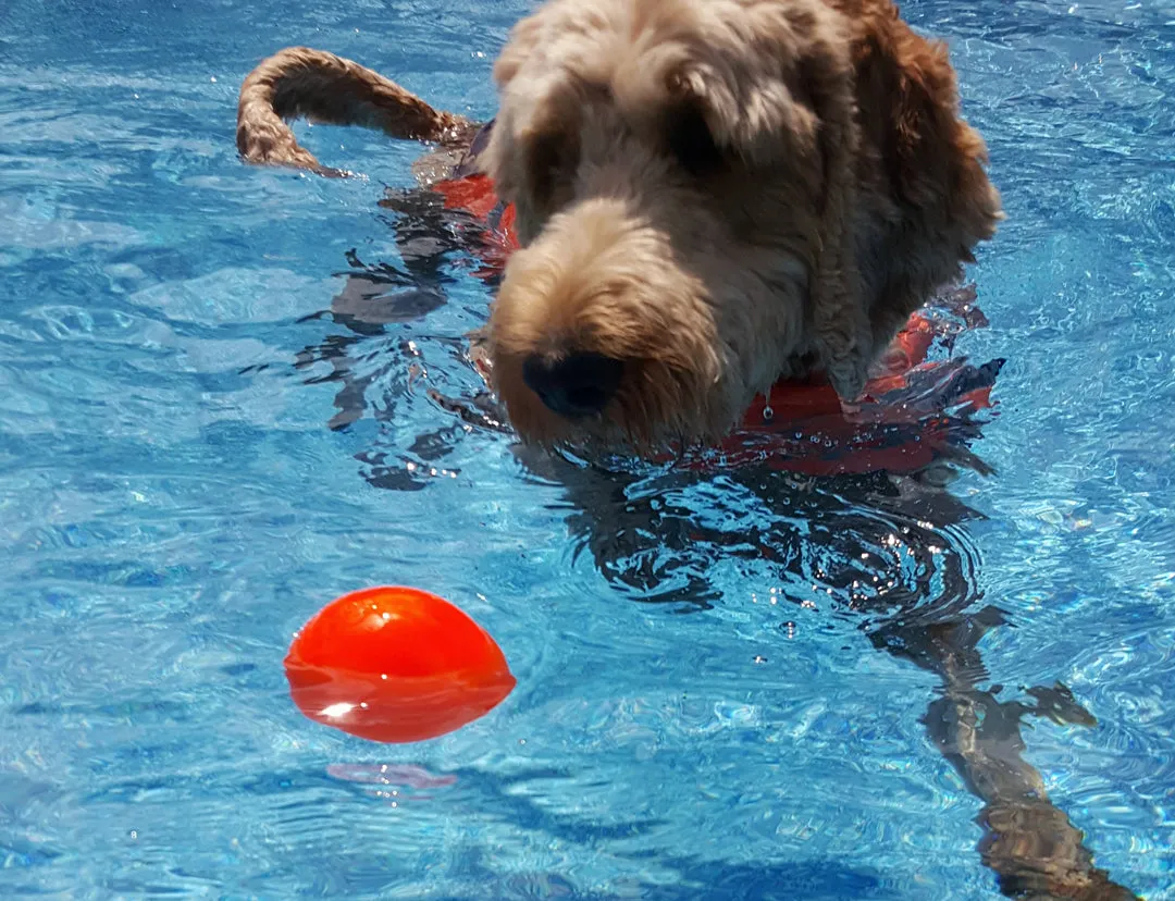 Rubber Ball Dog Toy By RuffDawg