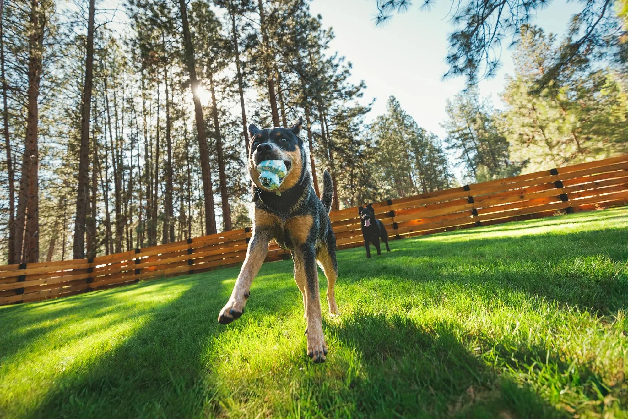 Ruffwear Toadstool™ Chew Resistant Treat Dispensing Dog Toy (Blue Prism)